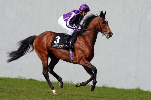 St Nicholas Abbey will be bidding for his third straight Coronation Cup win