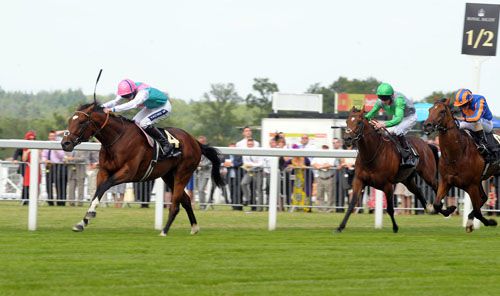 Excelebration (green colours) chases home Frankel at Royal Ascot