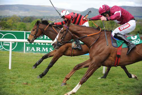 Local Celebrity, far side, wins by a neck from His Excellency in a driving finish at Sligo