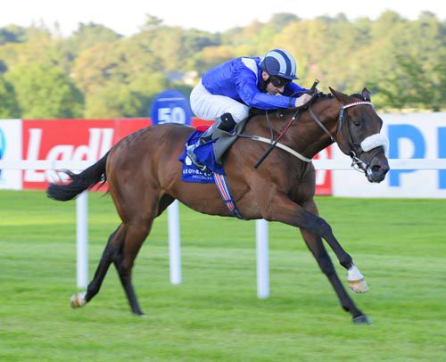 Mooqtar stretches out well to win on his debut at Leopardstown