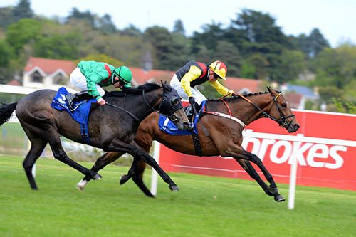 Ralston Road is driven out by Tadhg O'Shea to beat Mourani