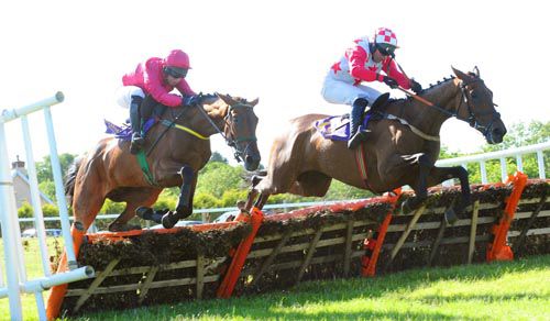 Top Cat Henry, right, beats Silver Tassie at Wexford