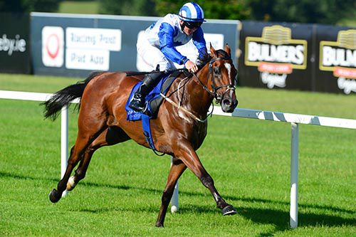 Saxo Jack clear at Leopardstown