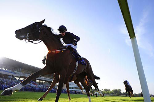 Great Explorer finds the winning post at Leopardstown