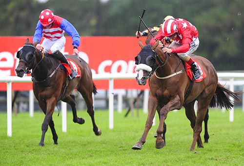 Lucky Kitten (nearside) another well-backed winning favourite at Galway yesterday