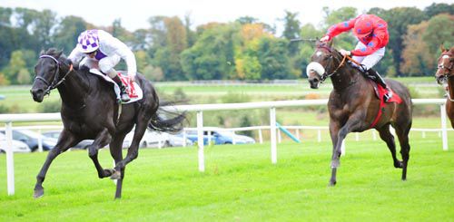 High Net Worth (noseband) can't get to Wexford Opera at Gowran