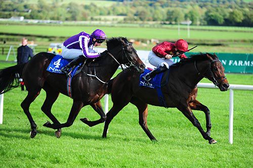 Johann Strauss (purple) pictured on his way to finishing second to Sniper at Naas last October