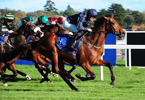 Blue Hussar times his challenge well in Leopardstown