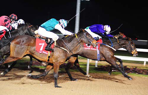 Hoppsan drops his head on the line to win in Dundalk