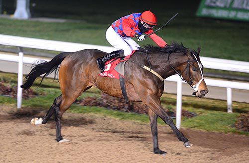 Andrew Thornton brings home Reckless Lad a winner in the third at Dundalk