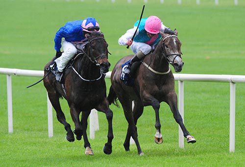 Flying Jib (right) beating Peace Burg in the Athasi Stakes