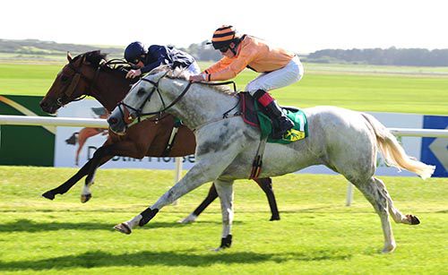 Dalasiri (grey) and Gypsy King can't be separated in the last at the Curragh