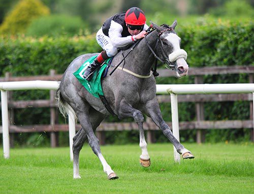 The striking grey Carla Bianca on her way to victory under Pat Smullen