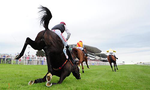 King Of Oriel falling at the last in Galway