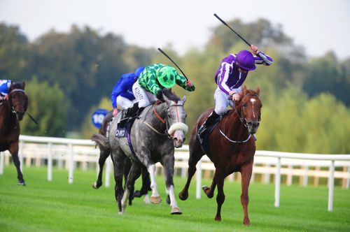 The Grey Gatsby and Australia fight out the finish of the QIPCO Irish Champion Stakes last September
