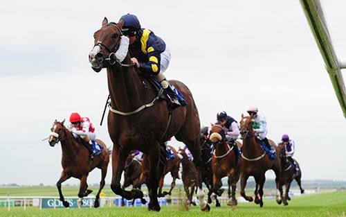 Stepper Point heads for the line at the Curragh