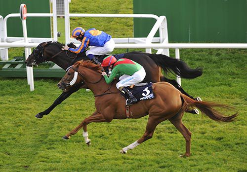 Adjusted hits the line ahead of Panama Hat