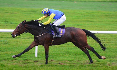 Bay Sly stretches to victory under John O'Neill at Wexford