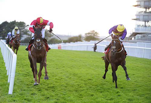Rosshaven Lady (left) just gets the better of Thumb Stone Blues