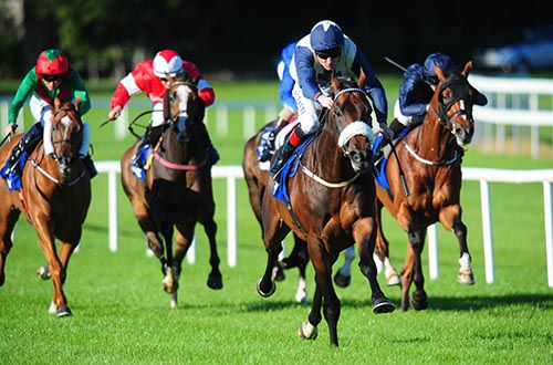 Fascinating Rock, nose band, in control at Leopardstown