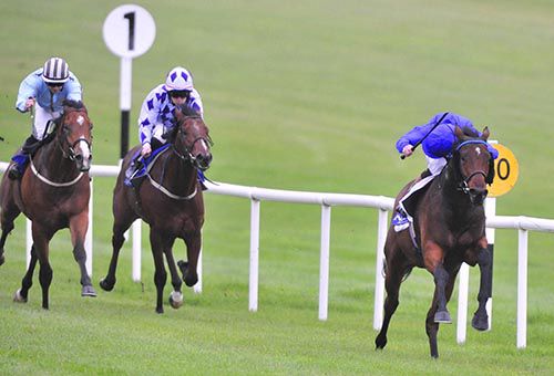 Tribal Beat leaves his rivals in his wake at Naas