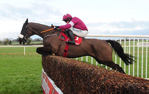 Leading Gold Cup fancy Don Cossack