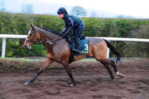 Don Poli working on Willie Mullins' gallop