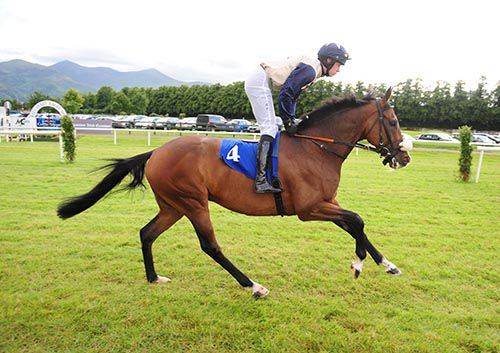 Pyromaniac heading to the start at Killarney for the race that led to the High Court