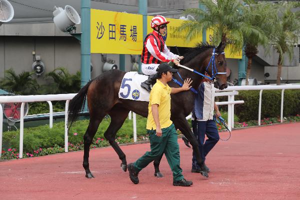 Sangria finished unplaced in his last start in a Class 4 handicap at Sha Tin on 5 November.