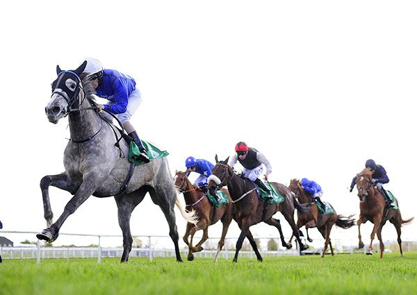 The grey Mary Tudor pictured on her way to victory at Navan last month