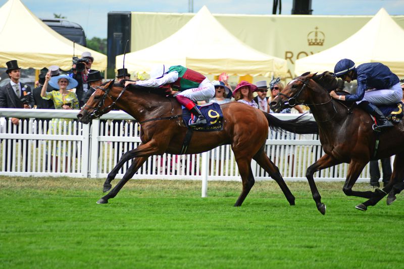 Without Parole pictured on his way to victory at Royal Ascot