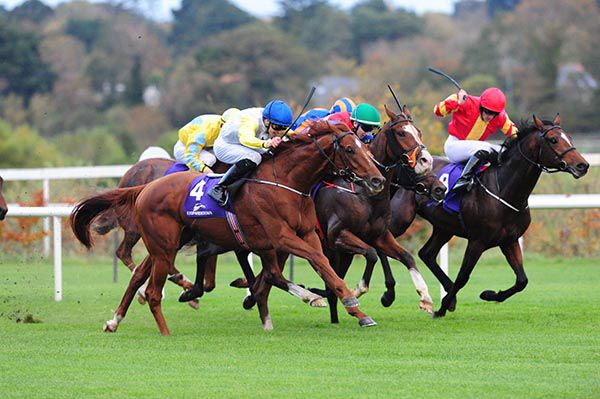 Perfect Tapatino (number 4) comes to win the finale at Leopardstown under Shane Crosse