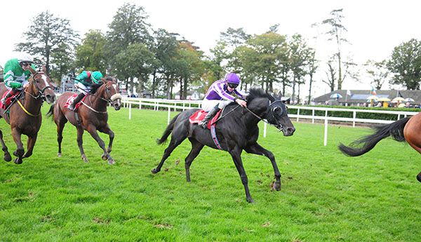 Preceded by a loose horse King Pellinor leads them home under Donnacha O'Brien