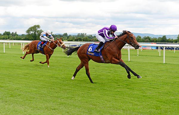 Swiss Ace, pictured winning his maiden at Tipperary, runs in today's July Stakes at Newmarket