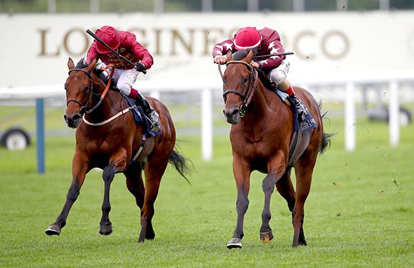 Golden Pal (right) was just touched off in the Norfolk Stakes by The Lir Jet