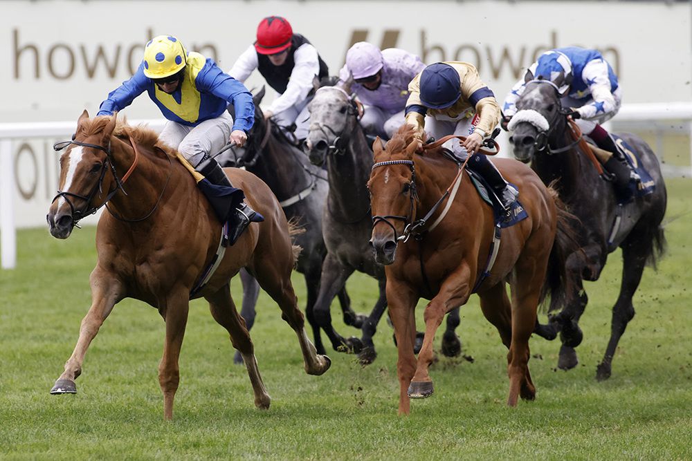 Dream Of Dreams (Ryan Moore, blue and yellow)