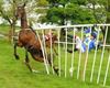 Monksland and Roger Quinlan go their separate ways at ballysteen ptp 01-05-11