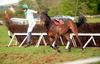 Pic of the week. Damien Skehan is unseated by his mount Really Smart at the fourth fence in the division two of the 5yo mares maiden at Dromahane point-to-point in Co Cork yesterday afternoon. 15-04-2012