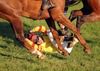 Jockey JJ Walsh tries to avoid the hooves after he parted company with his mount Kitbruge in the 5 & 6yo's Mares Maiden at Athlacca on Saturday. 13-05-12