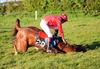 Smiling Lady crashes out at the last under Paul Power when still in with every chance in the race won by Dromdeals Princess at Athlacca point-to-point in Co Limerick on Saturday. 12-05-12