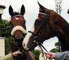Pic of the week. The Jim Bolger trained Fionnuar (left) with her companion Where Is The Stars after she won on her debut at the Curragh on Saturday. 21-07-12