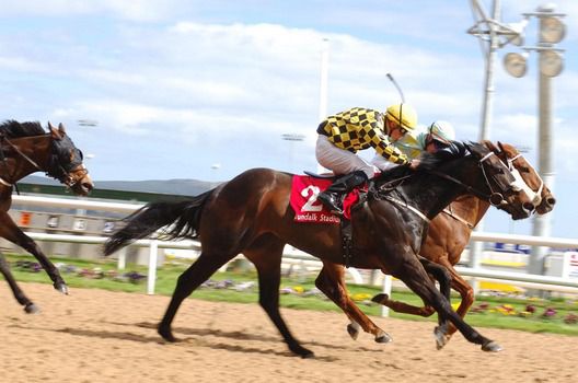 It will be a case of horses & hounds at Dundalk on Thursday