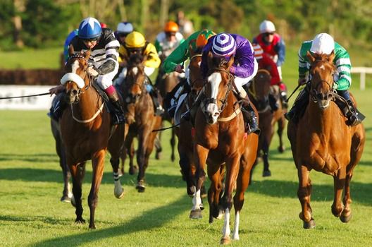 LADY EXCEL and Fran Berry white face   for trainer PAULINE GAVIN 