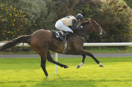 MAGEN S STAR and Billy Lee  winning for trainer Tommy Stack 