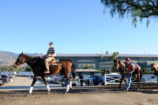 Aidan O'Brien leads Rip Van Winkle back to the stables after morning exercise at Santa Anita
