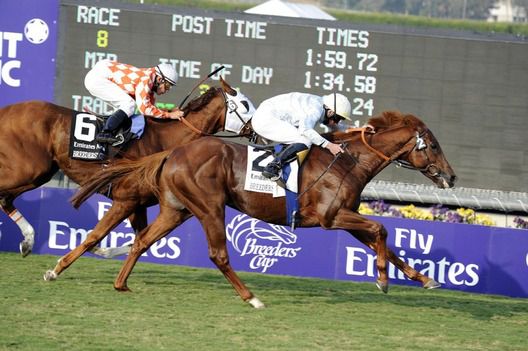 Conduit winning the Breeders Cup Turf 2011