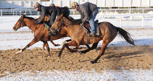 Horses from the Co Down stables of Colin McBratney are kept fit at Dundalk