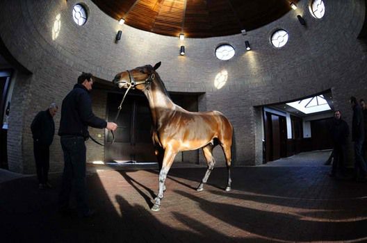Sea The Stars in the stallion shed at Gilltown