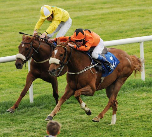 South Wing (orange) is too good for Daggers Bond