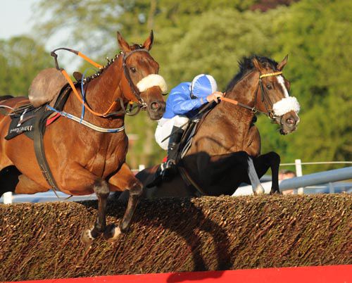 Dream Champion in company with the loose Ballinoe Bob